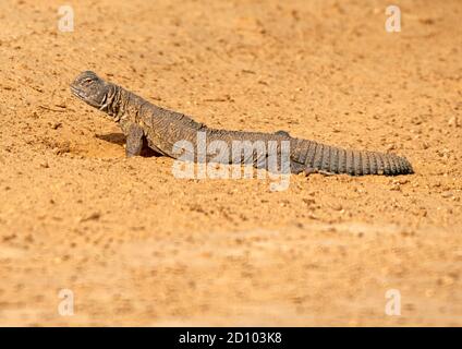 Uromastyx è un genere di lucertole di agamide africane e asiatiche, le cui specie membri sono comunemente denominate lucertole a coda di spinoso, uromastyces, mastigure Foto Stock