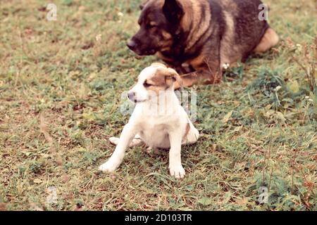Bruno piccolo cane che gioca a terra e vecchio cane sullo sfondo. Foto Stock