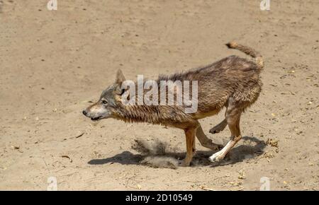 Il lupo indiano è una sottospecie di lupo grigio che va dall'Asia sud-occidentale al subcontinente indiano. Foto Stock