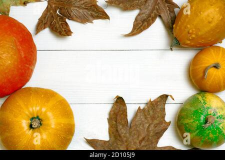 Zucche di diverse dimensioni e foglie di dray vista dall'alto su sfondo bianco di legno. Decorazione vacanze autunno. Foto Stock