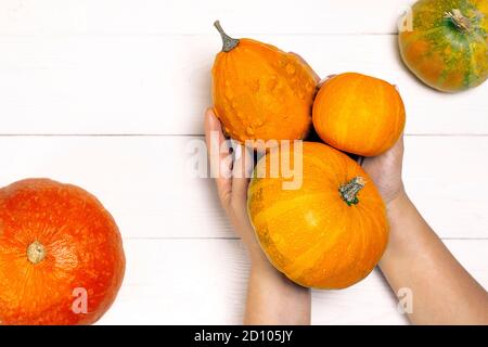 ** Pumpkins differenti piccoli nelle mani della donna su sfondo bianco delle tavole di legno. Vista dall'alto delle mani delle donne che tengono le zucche arancioni. Immagine di posa piatta. Foto Stock