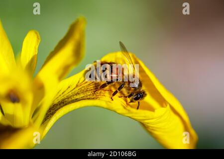Miele ape (operaio) API mellifera sull'umido-amante Iris pseudacorus, bandiera dell'acqua, bandiera gialla o iride gialla, in fiore in tarda primavera / inizio estate Foto Stock