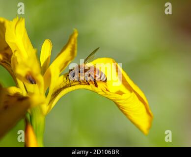 Miele ape (operaio) API mellifera sull'umido-amante Iris pseudacorus, bandiera dell'acqua, bandiera gialla o iride gialla, in fiore in tarda primavera / inizio estate Foto Stock