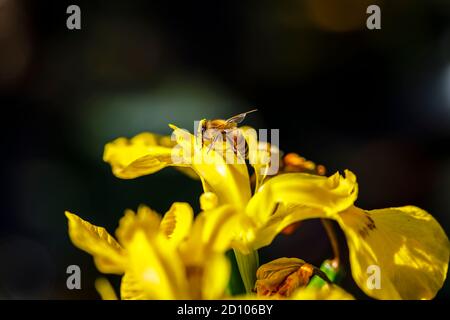 Miele ape (operaio) API mellifera sull'umido-amante Iris pseudacorus, bandiera dell'acqua, bandiera gialla o iride gialla, in fiore in tarda primavera / inizio estate Foto Stock