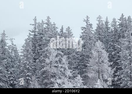 Paesaggio forestale invernale. Pineta innevata in natura dopo la tempesta di neve. Foto Stock