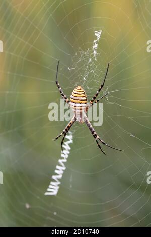 Ragno sul web Foto Stock