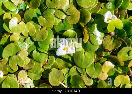 Il genere Hydrocharis morsus-ranae, è una pianta fiorente appartenente alla famiglia delle Hydrocharitaceae. E' un piccolo piano galleggiante Foto Stock