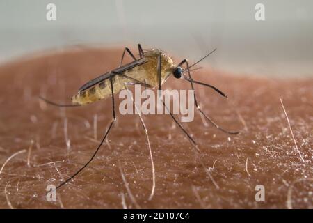 Zanzara circa per forare la pelle di un uomo Foto Stock
