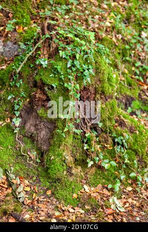 Un vecchio ceppo di albero nella foresta intrecciato con edera riccia con una profondità di campo poco profonda. Caduta Foto Stock