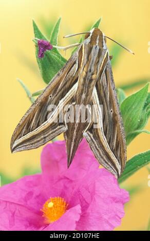 Hippotion celerio, Vine Hawk-Moth, Hawk-Moth a strisce d'argento. Foto Stock