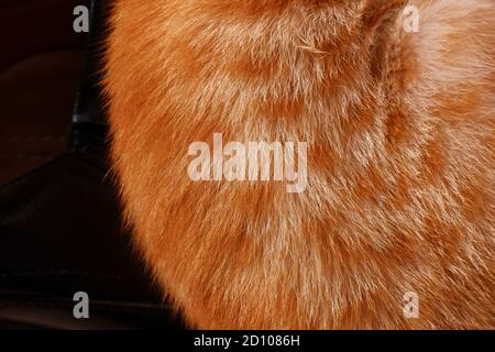 un primo piano di zenzero arancio gatto capelli texture Foto Stock