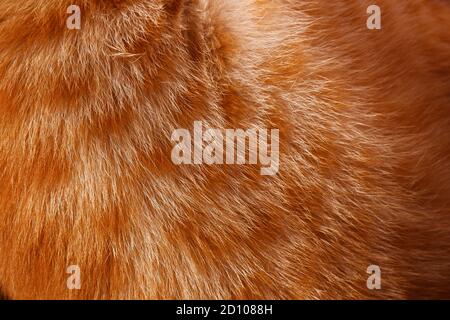 un primo piano di tessuto di pelliccia di gatto arancione e bianco in full frame Foto Stock