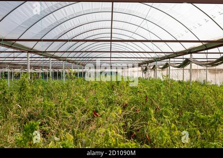 piantando verdure nella serra Foto Stock