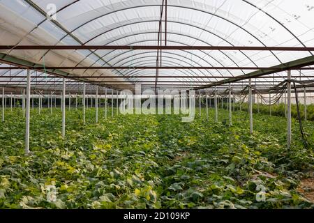 piantando verdure nella serra Foto Stock