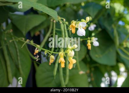 Fiori di fagiolo verde. Focus su fiori gialli e bianchi con fagioli/baccelli e foglie sfocati e sfocati. Blue Lake Pole Bean piante che crescono nel tetto a. Foto Stock