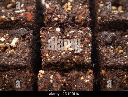 Semi di prezzemolo in potting compresso mescolare cubetti di partenza. Realizzato con un bloccante del suolo ecocompatibile. Eliminare i vassoi di semina in plastica. Foto Stock