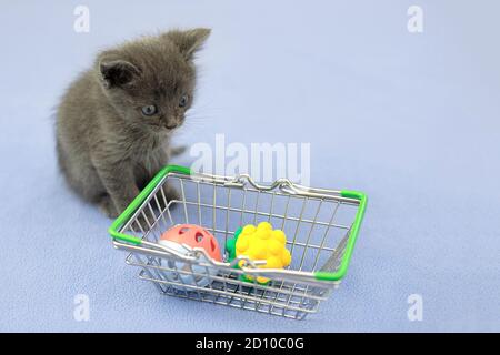 Gattino grigio con giocattolo per animali un cestino. Shopping per animali. Negozio di animali domestici, mercato per animali domestici. Foto Stock