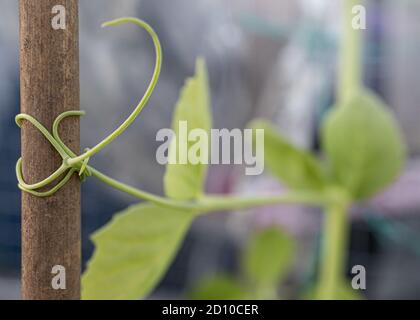 Arrampicata vite pisello avvolto intorno a un palo di bambù. Primo piano della pianta di Pea di zucchero, stared dal seme. Trellis di bambù e rete verde tenue di trellis per arrampicarsi. Foto Stock