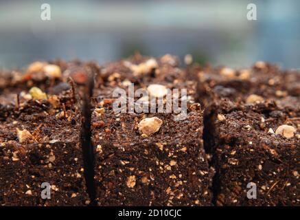 I semi di spinaci in potting compresso mescolano i cubetti di partenza. Realizzato con un bloccante del suolo ecocompatibile. Eliminare i vassoi di semina in plastica. Foto Stock