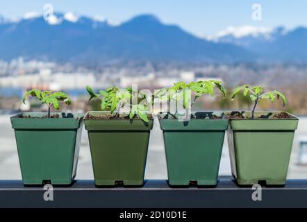 Più piantine di pomodoro in piccoli contenitori con sfondo paesaggistico sfocato. Vancouver nord. Giardino di verdure sul tetto autosufficiente patio. Foto Stock