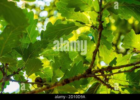 Sole che splende attraverso il baldacchino di foglie di quercia in inglese bosco Foto Stock