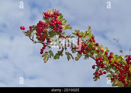 Ramo del biancospino comune, pieno di bacche rosso scuro, contro il cielo Foto Stock