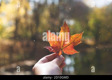 Una foglia di acero rosso è tenuta da una mano sullo sfondo di un accogliente paesaggio autunnale. Foto Stock