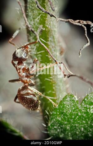 Una formica da giardino nera comune nel Regno Unito, che sale sulle spine di una pianta verde. Foto Stock