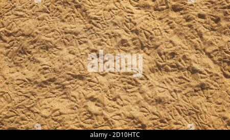 footprint di gabbiani sulla spiaggia di sabbia, sfondo naturale. Foto Stock