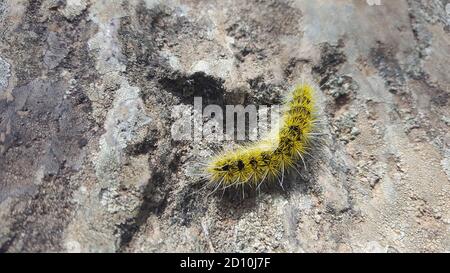 Giallo peloso insetto di caterpillar, verme su una roccia in vista ravvicinata estrema. Foto Stock