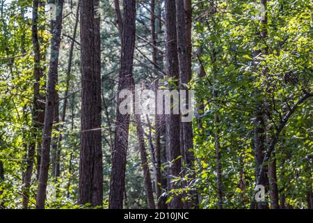 Un grande ragno appeso al centro con lunghe gambe su una grande rete in alto gli alberi nel foresta in una giornata di sole luminoso all'inizio dell'autunno Foto Stock