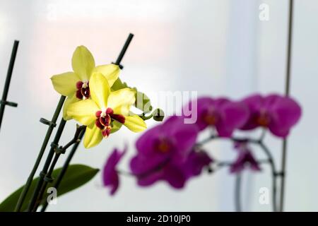 Un ritratto di orchidee gialle che catturano un raggio di luce solare all'interno di una casa. Nella parte posteriore il loro è un ramo pieno di fiori viola orchidee all'ombra. Foto Stock