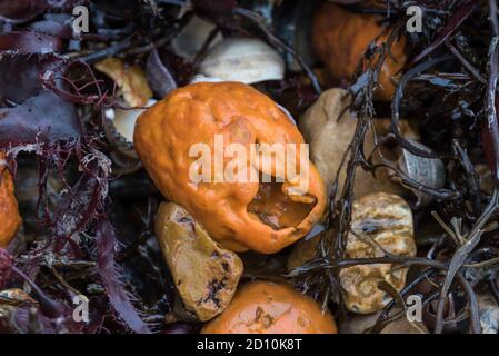 La spugna arancione (Suberites sp) si è lavata sulla riva Foto Stock