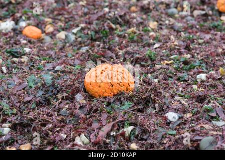 La spugna arancione (Suberites sp) si è lavata sulla riva Foto Stock