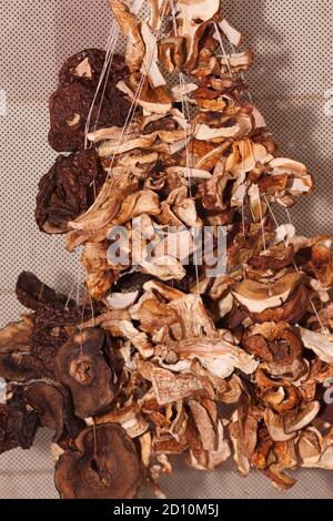 Diversi tipi di foresta di funghi appendere su una corda, casa che asciuga. Foto Stock