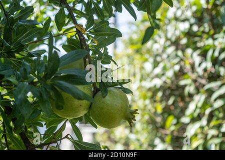 Melograni alberi, frutta fresca organica piena di vitamine, acido folico e antiossidanti. Prodotto verde non maturo, sfondo sfocato verde. Stile di vita sano Foto Stock