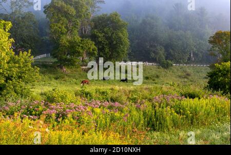 Bucolic scena del mattino di mucche al pascolo sulla collina a Sunderland, Vermont. Foto Stock