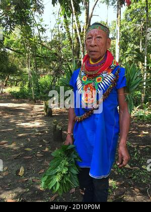 Nueva Loja, Sucumbios / Ecuador - 2 settembre 2020: Sciamano indigeno anziano di nazionalità Cofan camminando testa-su attraverso la giungla nel Rio delle Amazzoni Foto Stock