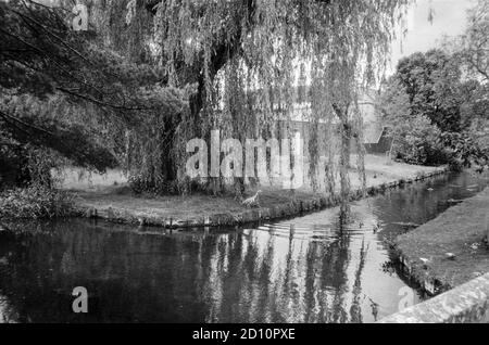 Pesca di Heron a Riverside Park, Winchester, Hampshire, Inghilterra, Regno Unito. Foto Stock