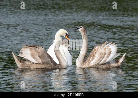 Fratelli cigni muti giovani o giovani che mostrano amore e affetto alla loro madre, la penna, su un lago, Inghilterra, Regno Unito. Cygnus olor, compagno, famiglia, amore Foto Stock
