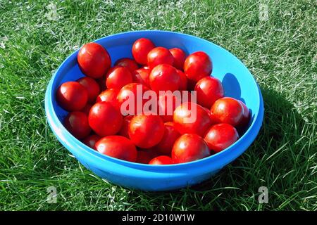 Deliziose e salutari verdure aromatiche fresche provenienti dal giardino, cibi vegetariani biologici crudi. Un sacco di pomodori rossi appena raccolti sono sdraiati in una b blu Foto Stock