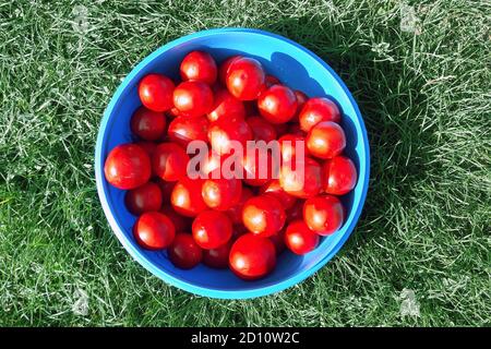 Deliziose e salutari verdure aromatiche fresche provenienti dal giardino, cibi vegetariani biologici crudi. Un sacco di pomodori rossi appena raccolti sono sdraiati in una b blu Foto Stock