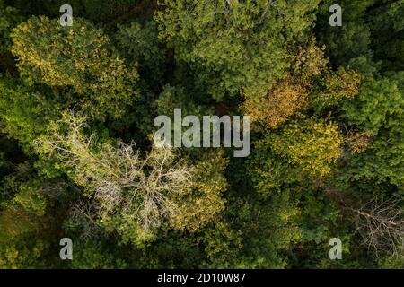 La foresta mista in Germania è fortemente sottolineata dal siccità persistente Foto Stock