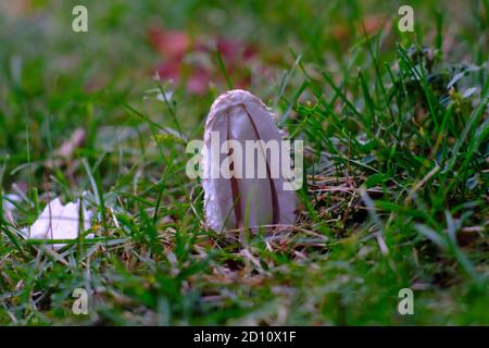Giovane fungo di mane shaggy (Coprinus comatus) mancante metà del suo cappuccio, mostrando il gambo all'interno del cappuccio. Ottawa, Ontario, Canada. Foto Stock