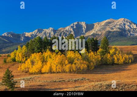 aspen in colore autunnale sotto le montagne bridger vicino salice, montana Foto Stock