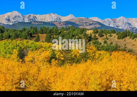 aspen in colore autunnale sotto le montagne bridger vicino salice, montana Foto Stock