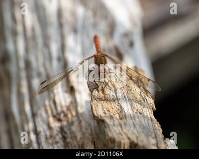 Male comune Darter Dragonfly riposo Foto Stock