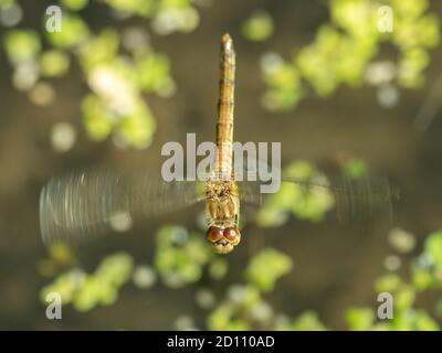 Female comune Darter Dragonfly Flying Foto Stock