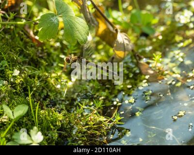 Female comune Darter Dragonfly Flying Foto Stock