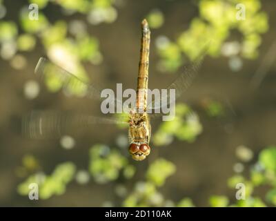 Female comune Darter Dragonfly Flying Foto Stock